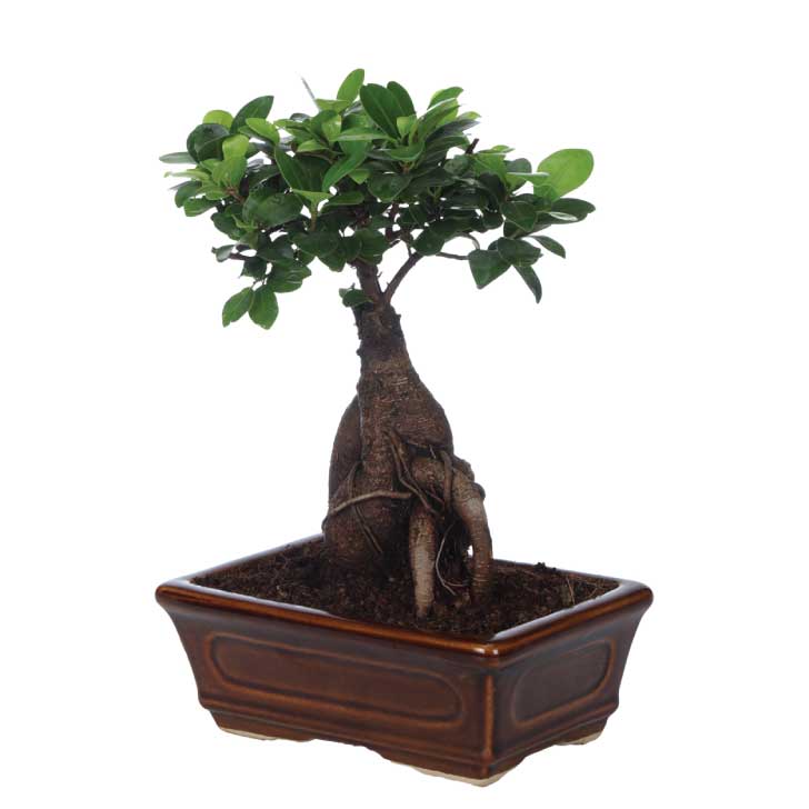 Ficus Bonsai 6 year old plant in pot - for online delivery for corporate gift birthday anniversary congratulations good-luck - free urgent delivery India - Delhi Mumbai Bangalore Pune Hyderabad Chennai Kolkata Ahmedabad NOIDA Gurugram