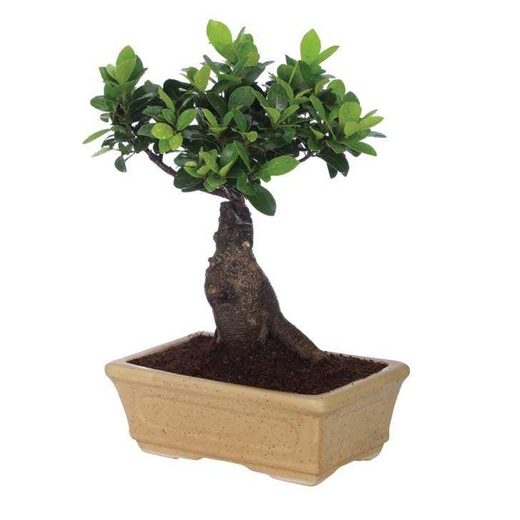 Ficus Bonsai 6 year old plant in pot - for online delivery for corporate gift birthday anniversary congratulations good-luck - free urgent delivery India - Delhi Mumbai Bangalore Pune Hyderabad Chennai Kolkata Ahmedabad NOIDA Gurugram