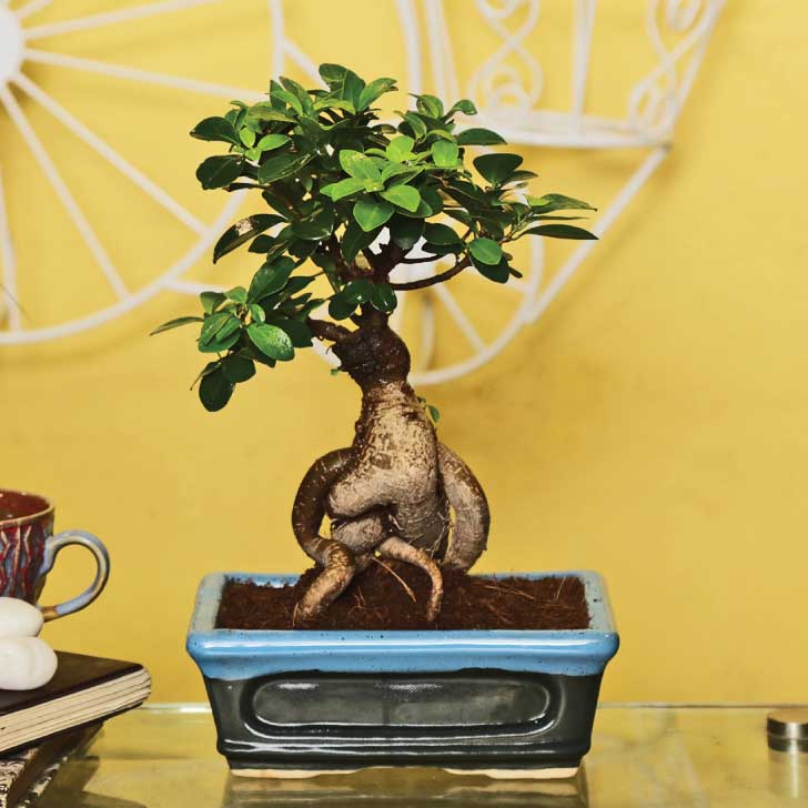 Ficus Bonsai 6 year old plant in pot - for online delivery for corporate gift birthday anniversary congratulations good-luck - free urgent delivery India - Delhi Mumbai Bangalore Pune Hyderabad Chennai Kolkata Ahmedabad NOIDA Gurugram