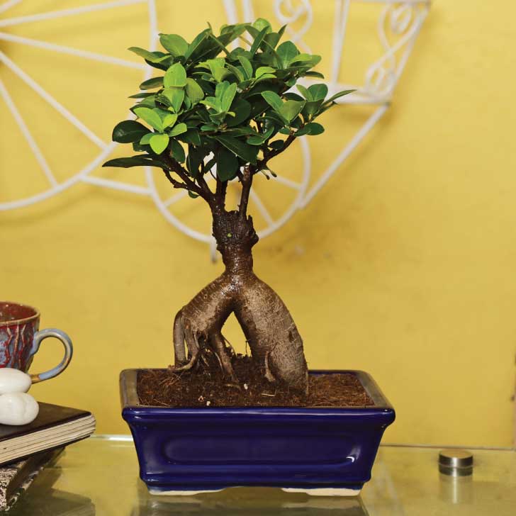 Ficus Bonsai 6 year old plant in pot - for online delivery for corporate gift birthday anniversary congratulations good-luck - free urgent delivery India - Delhi Mumbai Bangalore Pune Hyderabad Chennai Kolkata Ahmedabad NOIDA Gurugram