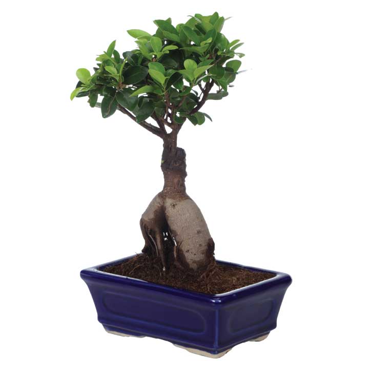 Ficus Bonsai 6 year old plant in pot - for online delivery for corporate gift birthday anniversary congratulations good-luck - free urgent delivery India - Delhi Mumbai Bangalore Pune Hyderabad Chennai Kolkata Ahmedabad NOIDA Gurugram