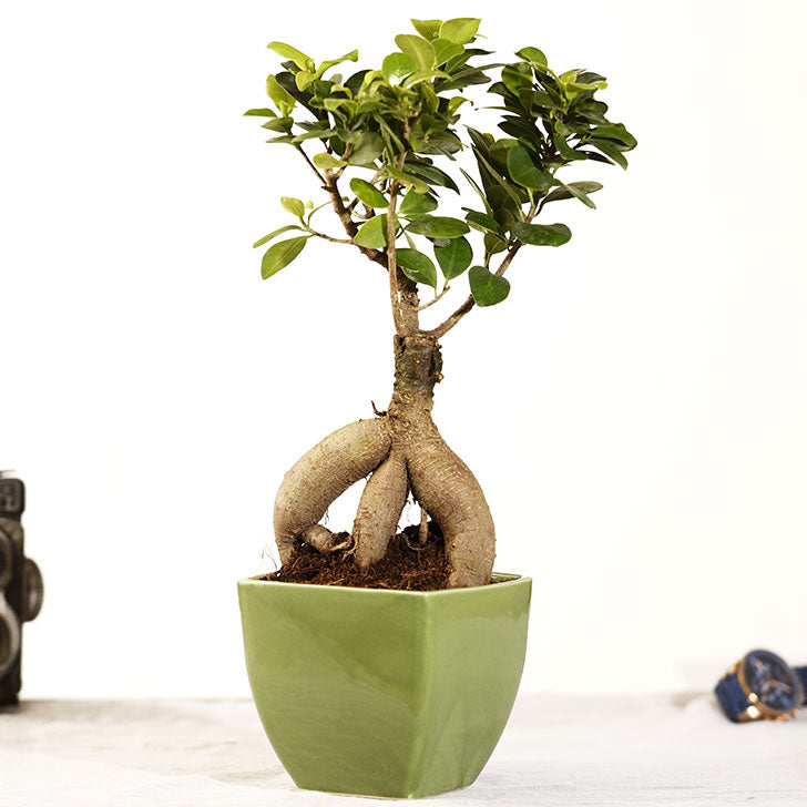 Ficus Bonsai 3 year old plant in pot - for online delivery for corporate gift birthday anniversary congratulations good-luck - free urgent delivery India - Delhi Mumbai Bangalore Pune Hyderabad Chennai Kolkata Ahmedabad
