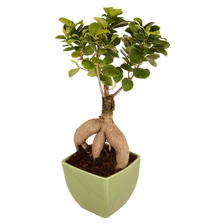 Ficus Bonsai 3 year old plant in pot - for online delivery for corporate gift birthday anniversary congratulations good-luck - free urgent delivery India - Delhi Mumbai Bangalore Pune Hyderabad Chennai Kolkata Ahmedabad
