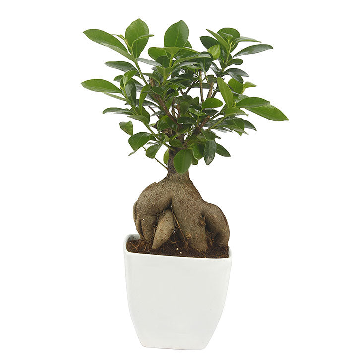 Ficus Bonsai 3 year old plant in pot - for online delivery for corporate gift birthday anniversary congratulations good-luck - free urgent delivery India - Delhi Mumbai Bangalore Pune Hyderabad Chennai Kolkata Ahmedabad