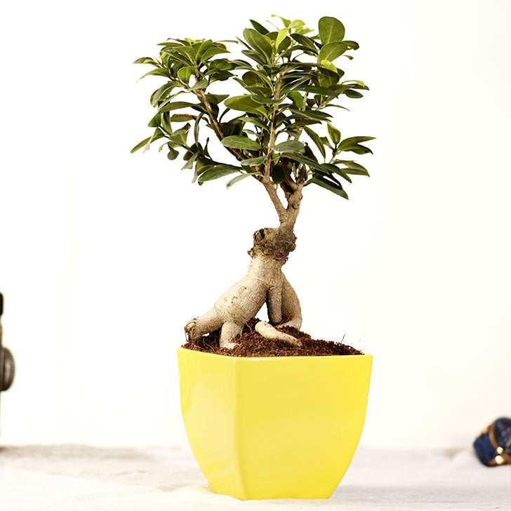 Ficus Bonsai 3 year old plant in pot - for online delivery for corporate gift birthday anniversary congratulations good-luck - free urgent delivery India - Delhi Mumbai Bangalore Pune Hyderabad Chennai Kolkata Ahmedabad