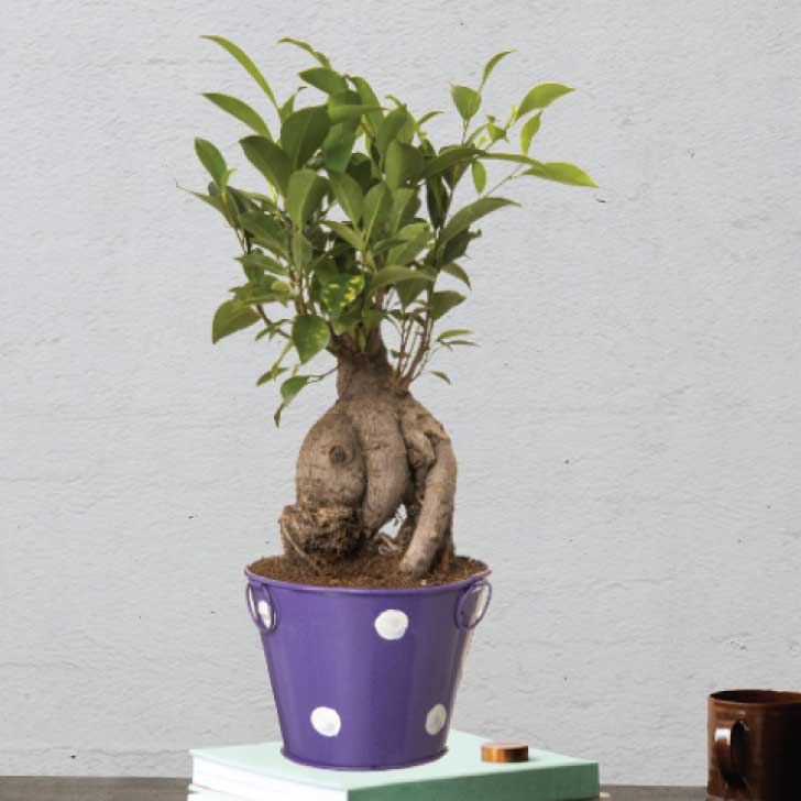 Ficus Bonsai 4 year old plant in pot - for online delivery for corporate gift birthday anniversary congratulations good-luck - free urgent delivery India - Delhi Mumbai Bangalore Pune Hyderabad Chennai Kolkata Ahmedabad NOIDA Gurugram