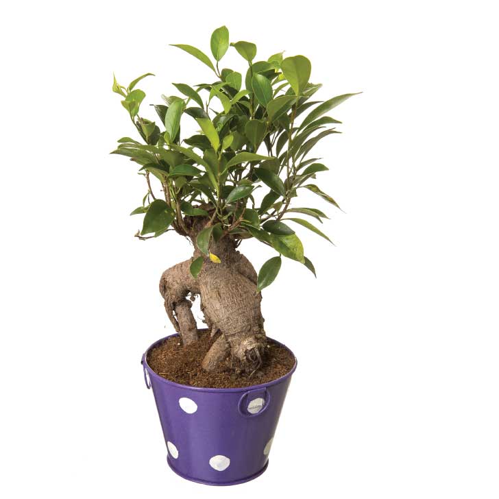 Ficus Bonsai 4 year old plant in pot - for online delivery for corporate gift birthday anniversary congratulations good-luck - free urgent delivery India - Delhi Mumbai Bangalore Pune Hyderabad Chennai Kolkata Ahmedabad NOIDA Gurugram