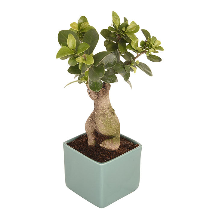 Ficus Bonsai 3 year old plant in pot - for online delivery for corporate gift birthday anniversary congratulations good-luck - free urgent delivery India - Delhi Mumbai Bangalore Pune Hyderabad Chennai Kolkata Ahmedabad NOIDA Gurugram