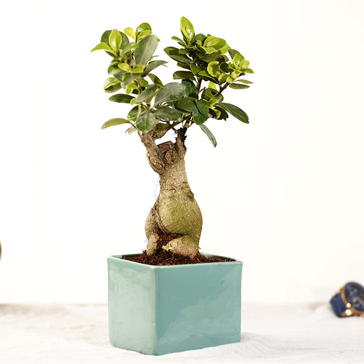 Ficus Bonsai 3 year old plant in pot - for online delivery for corporate gift birthday anniversary congratulations good-luck - free urgent delivery India - Delhi Mumbai Bangalore Pune Hyderabad Chennai Kolkata Ahmedabad NOIDA Gurugram