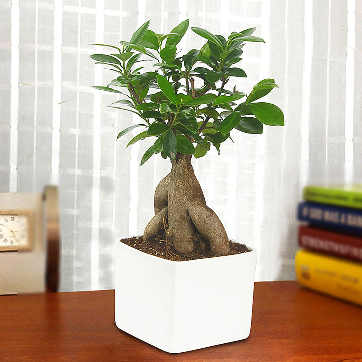 bonsai tree in white pot Exotic Green Ficus 3 Year Old Bonsai Plant Pristine White Pot
