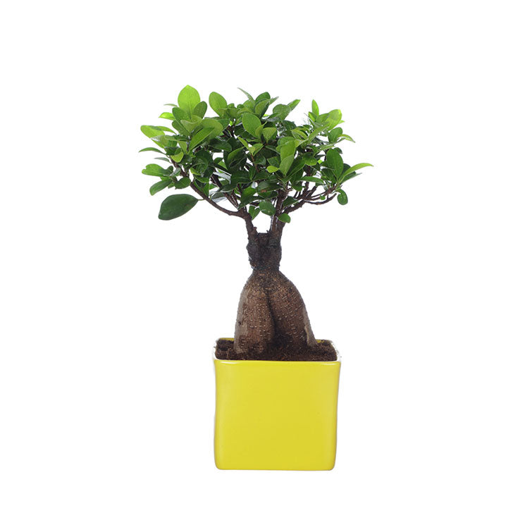 Ficus Bonsai 3 year old plant in pot - for online delivery for corporate gift birthday anniversary congratulations good-luck - free urgent delivery India - Delhi Mumbai Bangalore Pune Hyderabad Chennai Kolkata Ahmedabad NOIDA Gurugram