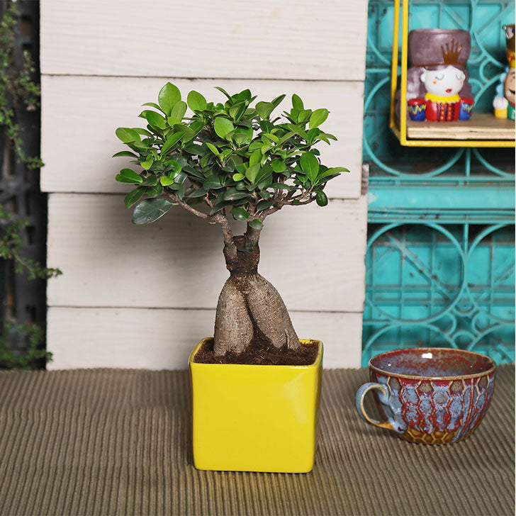 Ficus Bonsai 3 year old plant in pot - for online delivery for corporate gift birthday anniversary congratulations good-luck - free urgent delivery India - Delhi Mumbai Bangalore Pune Hyderabad Chennai Kolkata Ahmedabad NOIDA Gurugram