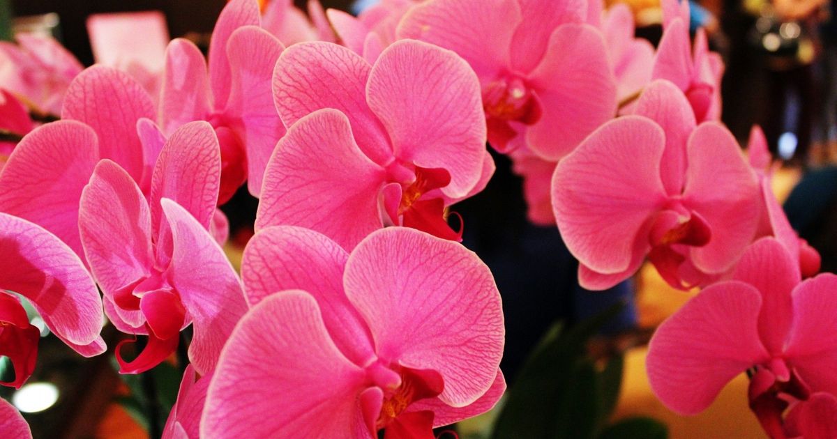 Orchids 101: Unveiling the Beauty and Significance of Orchids in Indian Culture
