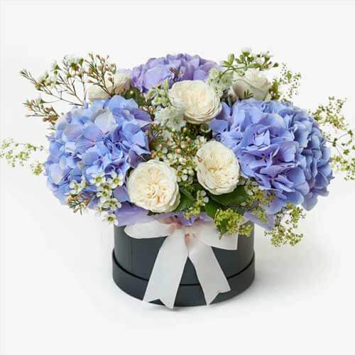Box of Blue Hydrangeas with White Roses