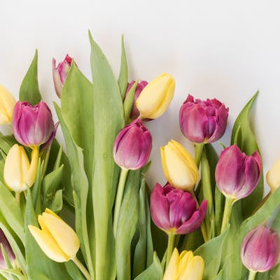 Cheerful Bunch of Yellow and Purple Tulips