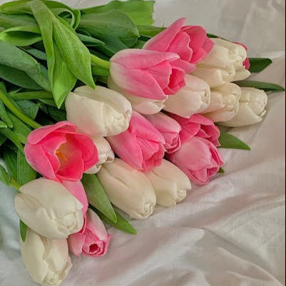 Bunch of 20 Pretty Pink and White Tulips