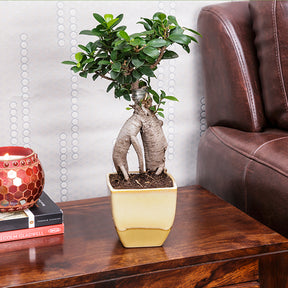 Ficus Bonsai 3 year old plant in pot - for online delivery for corporate gift birthday anniversary congratulations good-luck - free urgent delivery India - Delhi Mumbai Bangalore Pune Hyderabad Chennai Kolkata Ahmedabad NOIDA Gurugram