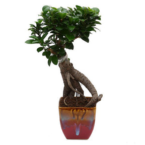 Exotic Green Alluring Ficus 3 Year Old Bonsai Plant English Purple Pot