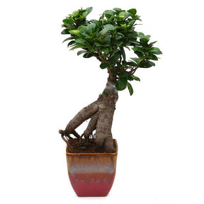 Exotic Green Alluring Ficus 3 Year Old Bonsai Plant English Purple Pot