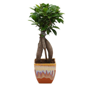 Ficus Bonsai 3 year old plant in pot - for online delivery for corporate gift birthday anniversary congratulations good-luck - free urgent delivery India - Delhi Mumbai Bangalore Pune Hyderabad Chennai Kolkata Ahmedabad