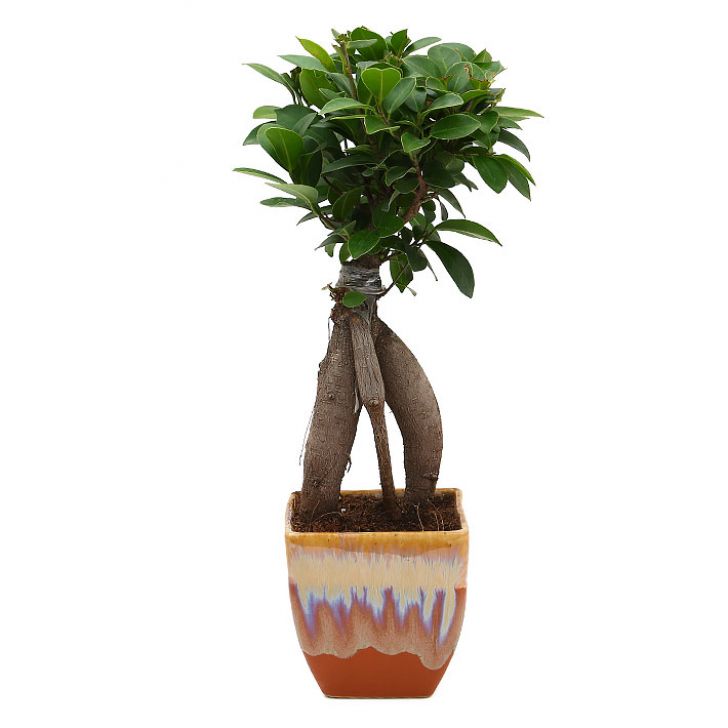 Ficus Bonsai 3 year old plant in pot - for online delivery for corporate gift birthday anniversary congratulations good-luck - free urgent delivery India - Delhi Mumbai Bangalore Pune Hyderabad Chennai Kolkata Ahmedabad