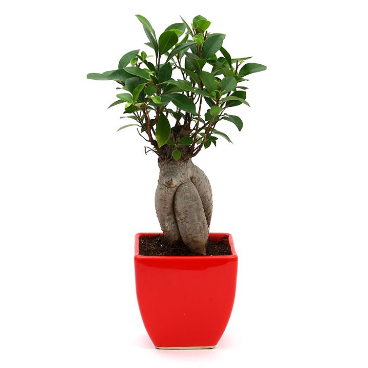 Ficus Bonsai 3 year old plant in pot - for online delivery for corporate gift birthday anniversary congratulations good-luck - free urgent delivery India - Delhi Mumbai Bangalore Pune Hyderabad Chennai Kolkata Ahmedabad