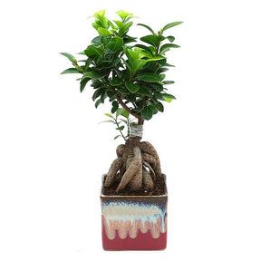 Ficus Bonsai 3 year old plant in pot - for online delivery for corporate gift birthday anniversary congratulations good-luck - free urgent delivery India - Delhi Mumbai Bangalore Pune Hyderabad Chennai Kolkata Ahmedabad NOIDA Gurugram