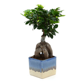Ficus Bonsai 3 year old plant in pot - for online delivery for corporate gift birthday anniversary congratulations good-luck - free urgent delivery India - Delhi Mumbai Bangalore Pune Hyderabad Chennai Kolkata Ahmedabad NOIDA Gurugram