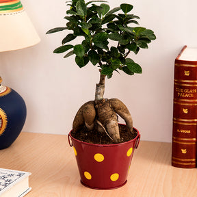 Ficus Bonsai 3 year old plant in pot - for online delivery for corporate gift birthday anniversary congratulations good-luck - free urgent delivery India - Delhi Mumbai Bangalore Pune Hyderabad Chennai Kolkata Ahmedabad NOIDA Gurugram