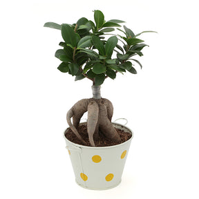 Ficus Bonsai 3 year old plant in pot - for online delivery for corporate gift birthday anniversary congratulations good-luck - free urgent delivery India - Delhi Mumbai Bangalore Pune Hyderabad Chennai Kolkata Ahmedabad NOIDA Gurugram