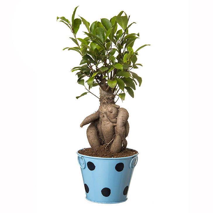 Ficus Bonsai 4 year old plant in pot - for online delivery for corporate gift birthday anniversary congratulations good-luck - free urgent delivery India - Delhi Mumbai Bangalore Pune Hyderabad Chennai Kolkata Ahmedabad NOIDA Gurugram