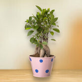 Ficus Bonsai 4 year old plant in pot - for online delivery for corporate gift birthday anniversary congratulations good-luck - free urgent delivery India - Delhi Mumbai Bangalore Pune Hyderabad Chennai Kolkata Ahmedabad