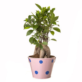 Ficus Bonsai 4 year old plant in pot - for online delivery for corporate gift birthday anniversary congratulations good-luck - free urgent delivery India - Delhi Mumbai Bangalore Pune Hyderabad Chennai Kolkata Ahmedabad