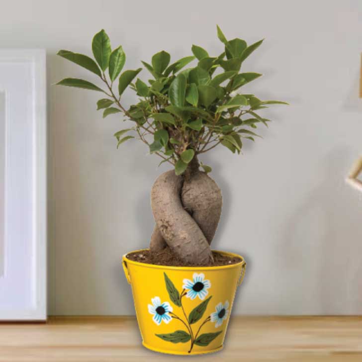 Ficus Bonsai 4 year old plant in pot - for online delivery for corporate gift birthday anniversary congratulations good-luck - free urgent delivery India - Delhi Mumbai Bangalore Pune Hyderabad Chennai Kolkata Ahmedabad NOIDA Gurugram