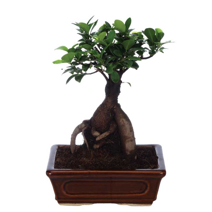 Ficus Bonsai 6 year old plant in pot - for online delivery for corporate gift birthday anniversary congratulations good-luck - free urgent delivery India - Delhi Mumbai Bangalore Pune Hyderabad Chennai Kolkata Ahmedabad NOIDA Gurugram