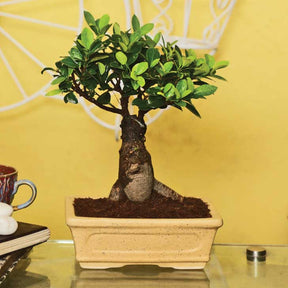 Ficus Bonsai 6 year old plant in pot - for online delivery for corporate gift birthday anniversary congratulations good-luck - free urgent delivery India - Delhi Mumbai Bangalore Pune Hyderabad Chennai Kolkata Ahmedabad NOIDA Gurugram