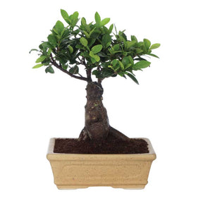 Ficus Bonsai 6 year old plant in pot - for online delivery for corporate gift birthday anniversary congratulations good-luck - free urgent delivery India - Delhi Mumbai Bangalore Pune Hyderabad Chennai Kolkata Ahmedabad NOIDA Gurugram