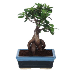 Ficus Bonsai 6 year old plant in pot - for online delivery for corporate gift birthday anniversary congratulations good-luck - free urgent delivery India - Delhi Mumbai Bangalore Pune Hyderabad Chennai Kolkata Ahmedabad NOIDA Gurugram