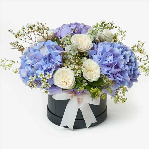 Box of fresh blue hydrangeas with white roses flowers - for birthday anniversary valentine congratulations good-luck - free urgent delivery India - Delhi Mumbai Bangalore Pune Hyderabad Chennai Kolkata Ahmedabad