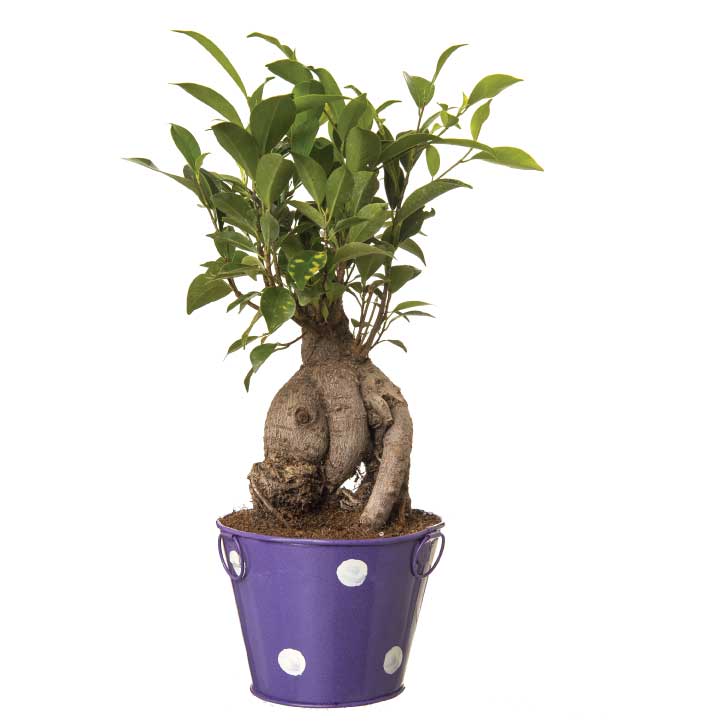 Ficus Bonsai 4 year old plant in pot - for online delivery for corporate gift birthday anniversary congratulations good-luck - free urgent delivery India - Delhi Mumbai Bangalore Pune Hyderabad Chennai Kolkata Ahmedabad NOIDA Gurugram